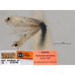 /filer/webapps/moths_gc/media/images/D/dichotoma_Phyllocnistis_ST2_ANIC.jpg