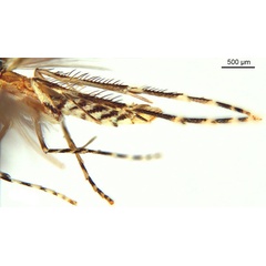 /filer/webapps/moths_gc/media/images/B/breynella_Diphtheroptila_PT3_legs2_ANIC.jpg