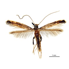 /filer/webapps/moths_gc/media/images/P/pinna_Ponga_HT_De-Prins-etal_2025_274.jpg