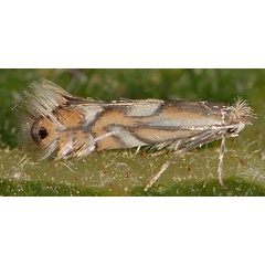 /filer/webapps/moths_gc/media/images/S/suaveolentis_Phyllonorycter_A_PathPiva.jpg