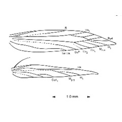 /filer/webapps/moths_gc/media/images/S/schinusae_Leurocephala_WV_Davis et al_2011_75.jpg