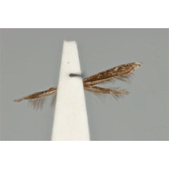 /filer/webapps/moths_gc/media/images/L/leucographa_Parectopa_HT_ANIC31-036702_ventral.jpg