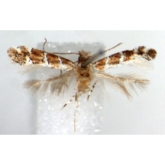 /filer/webapps/moths_gc/media/images/T/tsavensis_Phyllonorycter_HT_RMCA.jpg