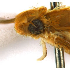 /filer/webapps/moths_gc/media/images/G/gunniella_Neurostrota_A09_head2_ANIC.jpg