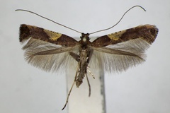 Caloptilia heringi