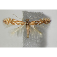 /filer/webapps/moths_gc/media/images/M/macedonica_Phyllonorycter_A_ZSM_3.jpg