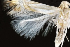 Phyllocnistis psittacanthusella