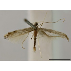 /filer/webapps/moths_gc/media/images/C/crotalistis_Acrocercops_ST_1404796_BMNH_ArQMi2U.jpg
