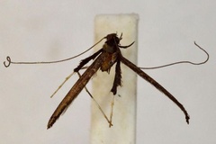 Caloptilia crasiphila