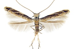 Liocrobyla pinnatae