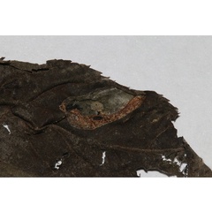 /filer/webapps/moths_gc/media/images/S/stenopterae_Phyllonorycter_mine4_Lu-etal_2025_461.jpg