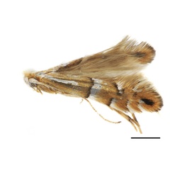 /filer/webapps/moths_gc/media/images/C/caraganella_Phyllonorycter_A_Kirichenko-et-al_2019_29_C.jpg