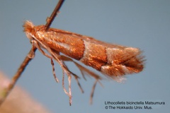 Phyllonorycter bicinctella