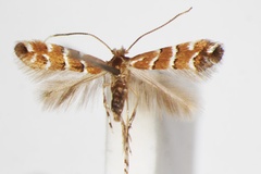 Cameraria hikosanensis