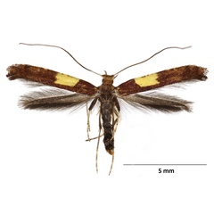 /filer/webapps/moths_gc/media/images/S/semifascia_Caloptilia_WDP.jpg