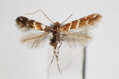 Cameraria niphonica