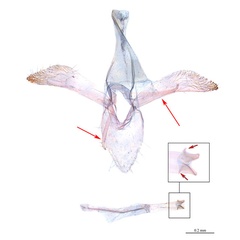 /filer/webapps/moths_gc/media/images/S/stenopterae_Phyllonorycter_HT_GM_SDNU.jpg