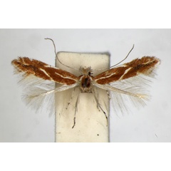 /filer/webapps/moths_gc/media/images/C/corylifoliella_Phyllonorycter_A_ZSM_4.jpg