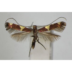 /filer/webapps/moths_gc/media/images/G/gloriosa_Caloptilia_PT_ZSM.jpg