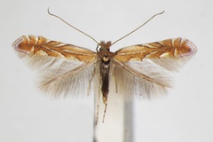 Phyllonorycter belotella