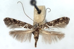 Gracillaria loriolella