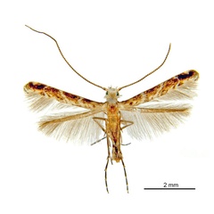 /filer/webapps/moths_gc/media/images/C/cornuta_Diphtheroptilia_HT_ANIC.jpg