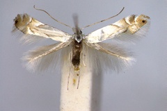 Phyllonorycter harrisella