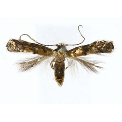 /filer/webapps/moths_gc/media/images/N/nsengai_Neolithocolletis_HT_RMCA.jpg