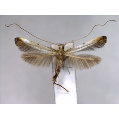 /filer/webapps/moths_gc/media/images/E/elongata_Caloptilia_PT_EIHU.jpg