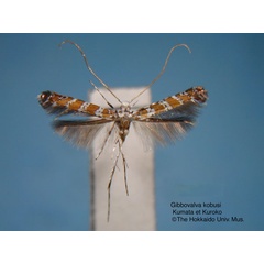 /filer/webapps/moths_gc/media/images/K/kobusi_Gibbovalva_HT_EIHU.jpg