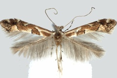 Phyllonorycter obandai