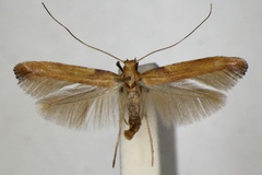Caloptilia coruscans