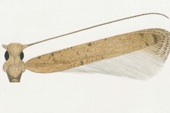 Caloptilia perseae