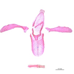 /filer/webapps/moths_gc/media/images/T/tumoris_Phyllonorycter_HT_GM_SDNU.jpg