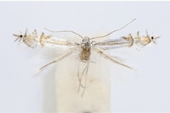 Phyllocnistis asiatica