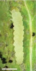 /filer/webapps/moths_gc/media/images/A/ambrosiavora_Atacamaptilia_larva-6_Espinoza-Donoso-etal_2022_416.jpg