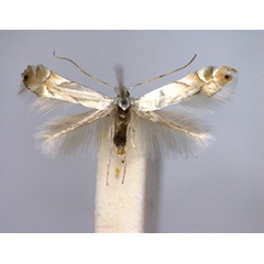 /filer/webapps/moths_gc/media/images/H/harrisella_Phyllonorycter_A_EIHU.jpg