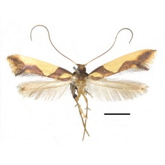 /filer/webapps/moths_gc/media/images/X/xanrhopharella_Caloptilia_AF_RMNH.INS.25558_Guiguet-et-al_123.jpg