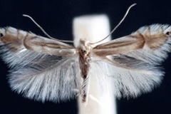 Phyllocnistis asiatica