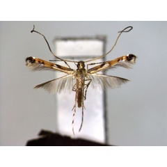 /filer/webapps/moths_gc/media/images/M/malayana_Chrysocercops_PT_EIHU.jpg