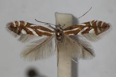 Phyllonorycter gerasimowi