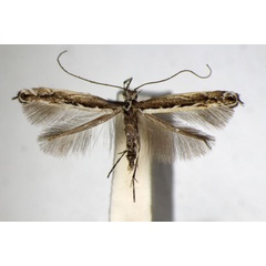 /filer/webapps/moths_gc/media/images/G/gradatella_Micrurapteryx_A_ZSM_5.jpg