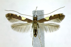Caloptilia umbratella