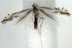 Phyllocnistis saligna