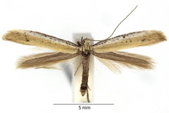 Aspilapteryx tringipennella