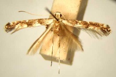 Spulerina marmarodes
