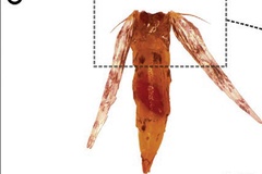 Macrosaccus morrisella