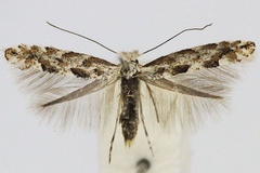 Phyllonorycter apparella
