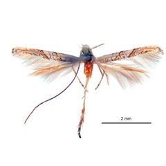 /filer/webapps/moths_gc/media/images/L/lechriotoma_Cuphodes_HT_ANIC.jpg
