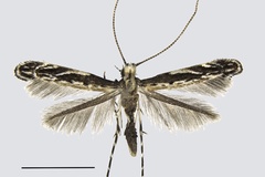Liocrobyla desmodiella